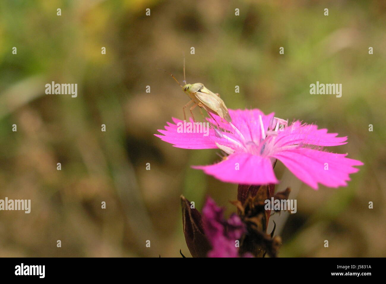 Piante e fiori di garofano fiore bloom fiorire fiorente foglie piccole pelose Foto Stock