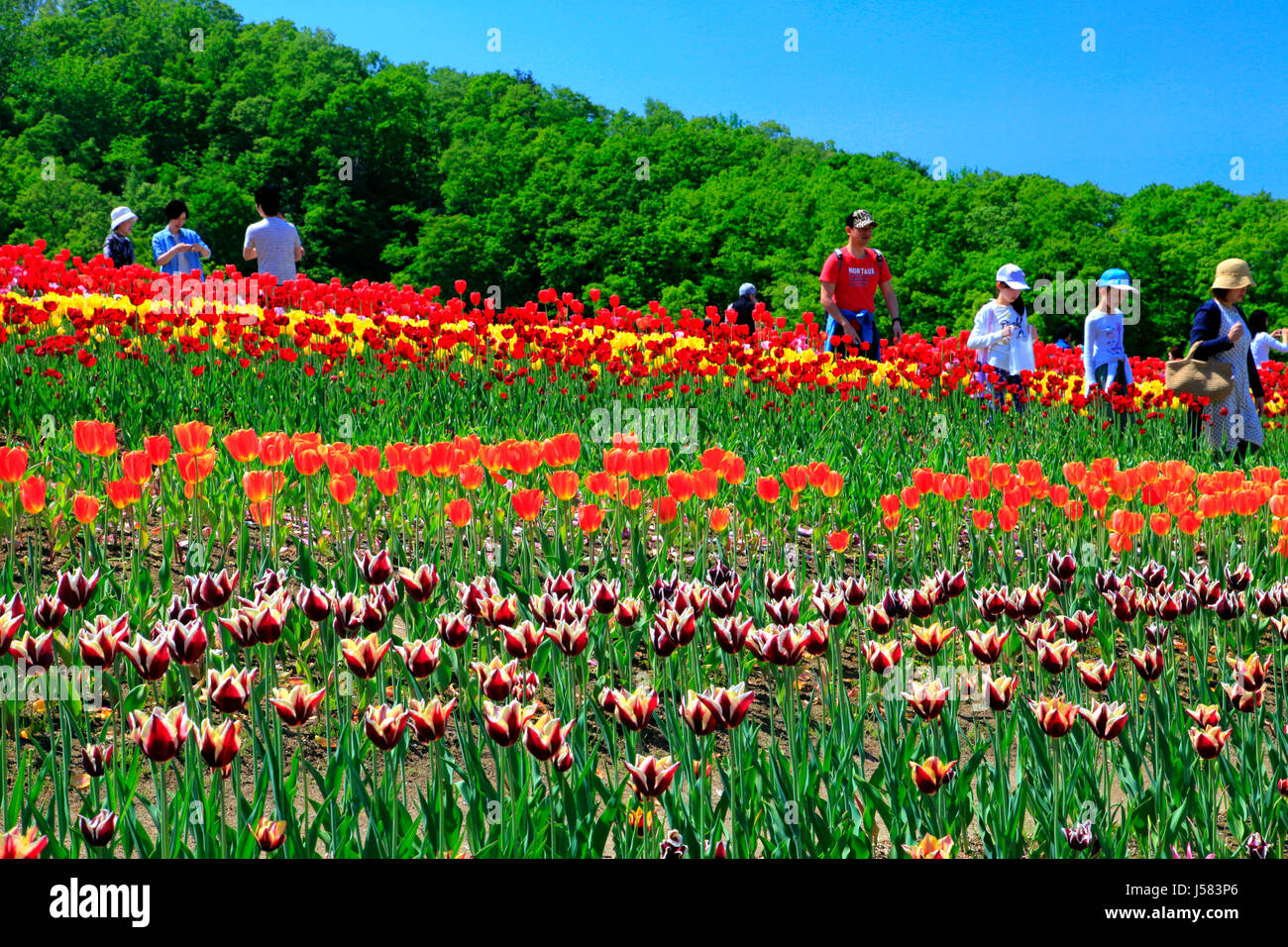 Campo di tulipani a Echigo Hillside Park Nagaoka città Niigata Giappone Foto Stock