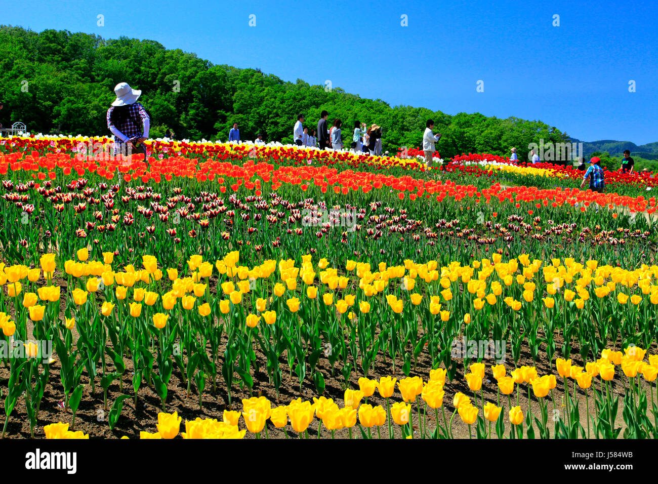 Campo di tulipani a Echigo Hillside Park Nagaoka città Niigata Giappone Foto Stock