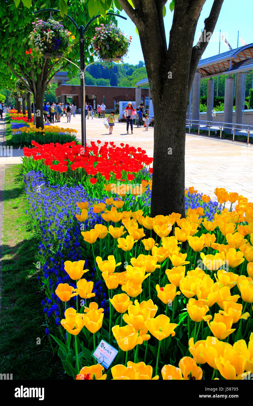 Il marciapiede Tulip letto a Echigo Hillside Park Nagaoka città Niigata Giappone Foto Stock