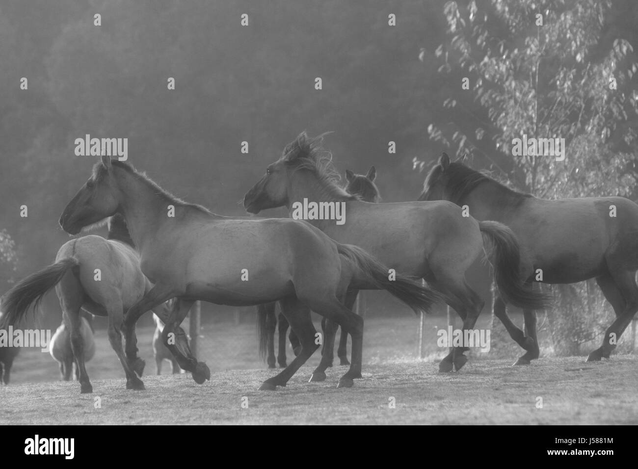 Cavallo,selvatica,cavalli,trasporto,stallone,mare,puledro,libera,fuga,willow,koniks Foto Stock