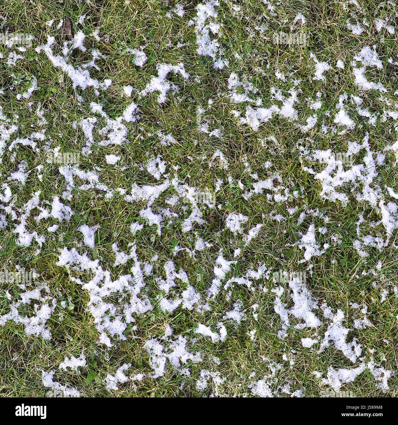 Pianta inverno verde ice strutture congelati gli sfondi struttura senza cuciture neve Foto Stock