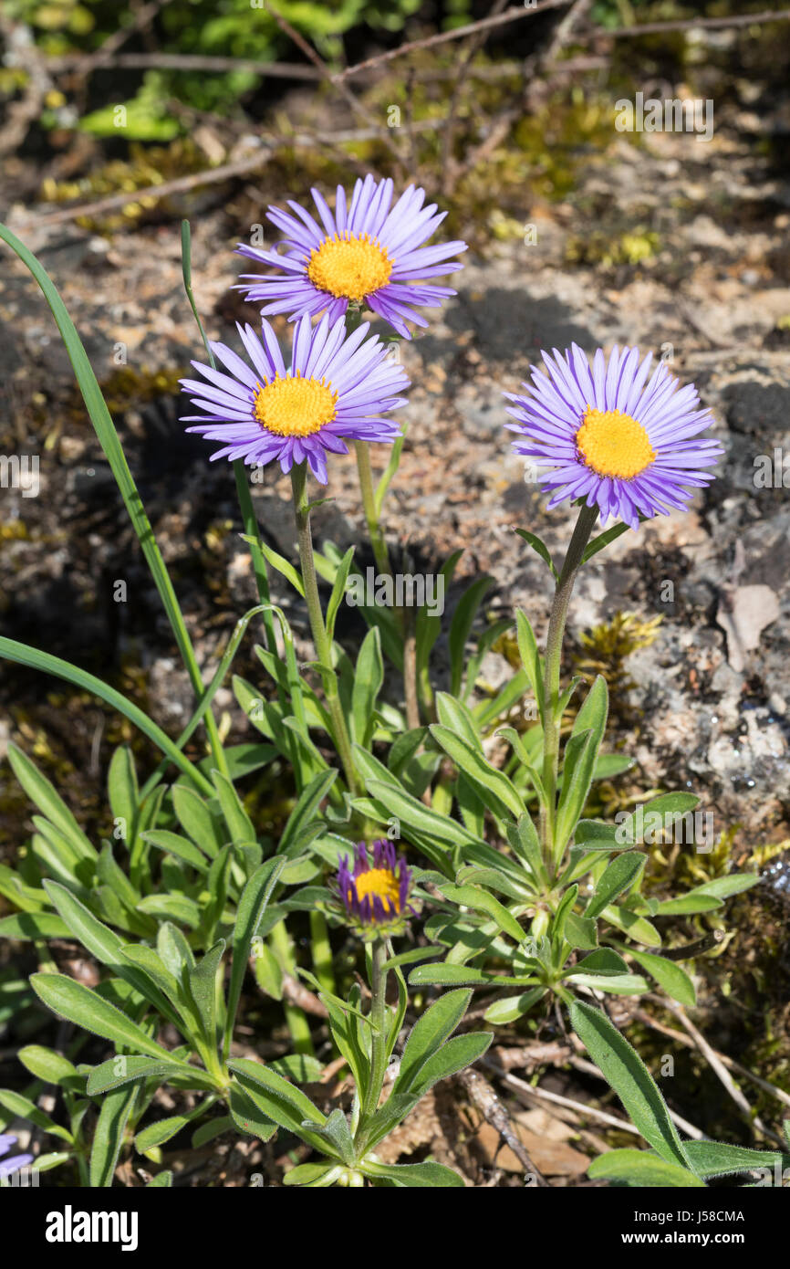 Alpen-Aster, Alpenaster, Aster alpinus, Alpine Aster, Blu Alpine Daisy, Aster des Alpes Foto Stock
