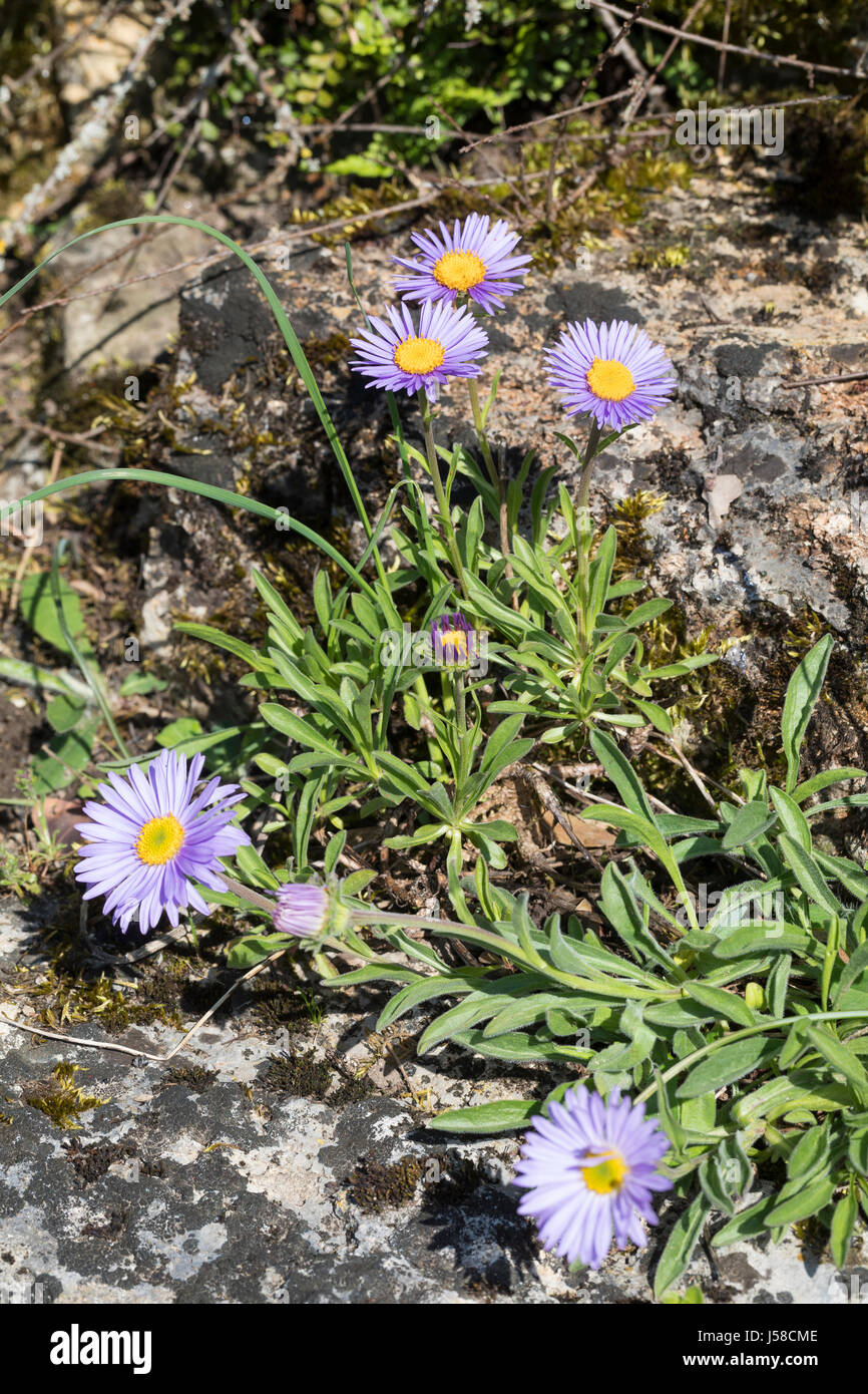 Alpen-Aster, Alpenaster, Aster alpinus, Alpine Aster, Blu Alpine Daisy, Aster des Alpes Foto Stock