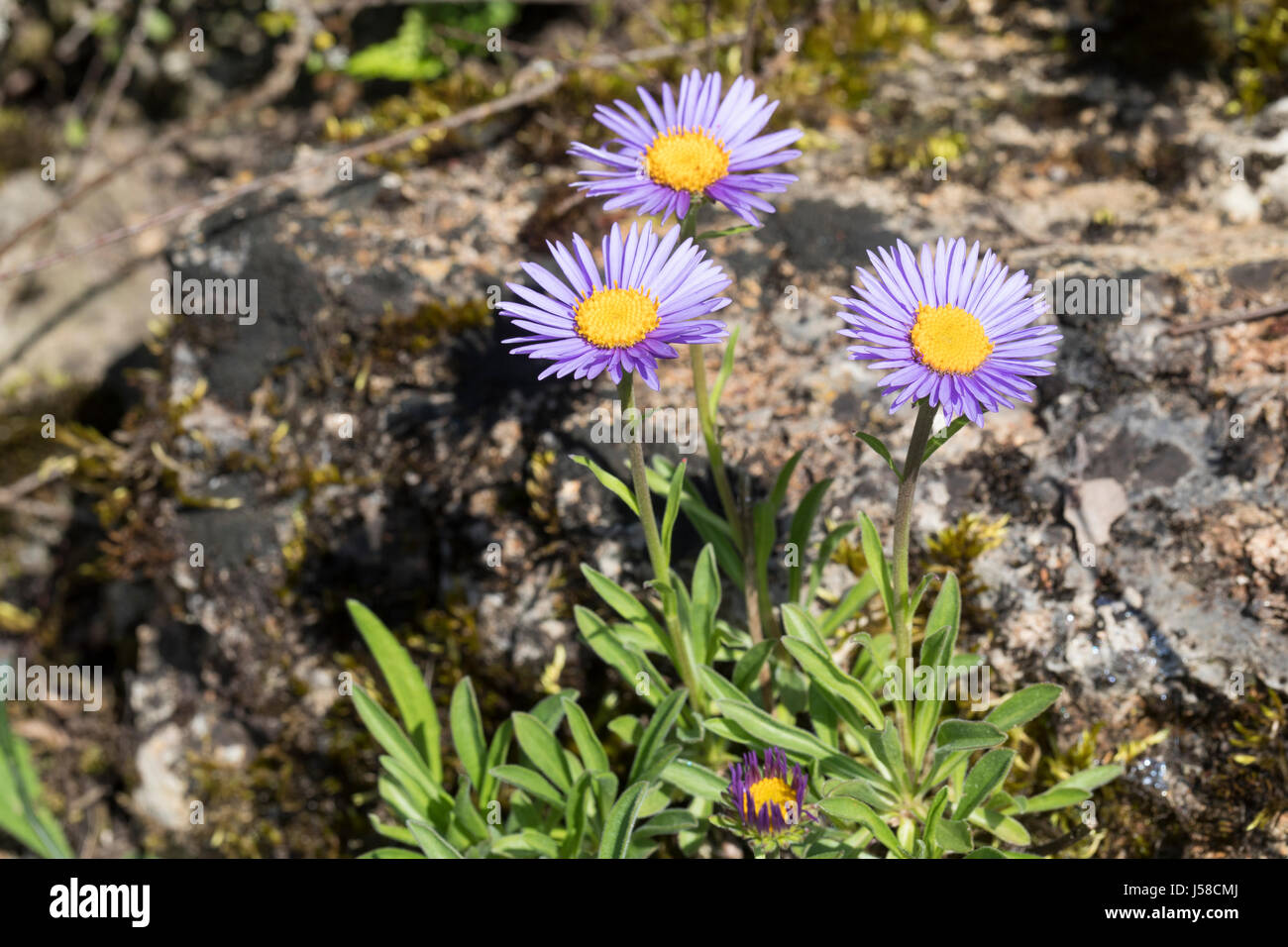 Alpen-Aster, Alpenaster, Aster alpinus, Alpine Aster, Blu Alpine Daisy, Aster des Alpes Foto Stock
