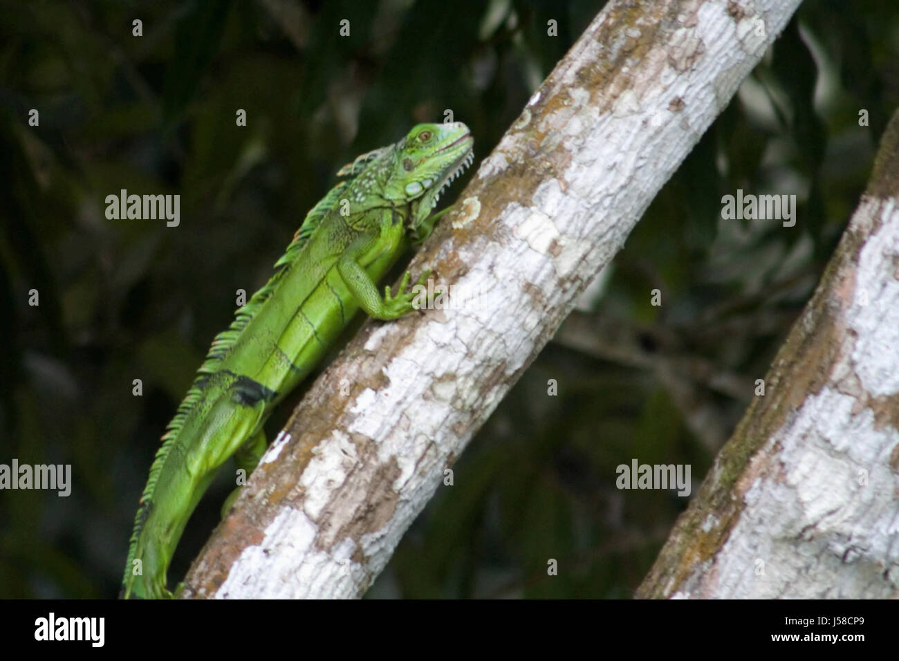 Gambe animale ad albero verde brunastro marrone brunette wild corteccia iguana muschio di coda Foto Stock