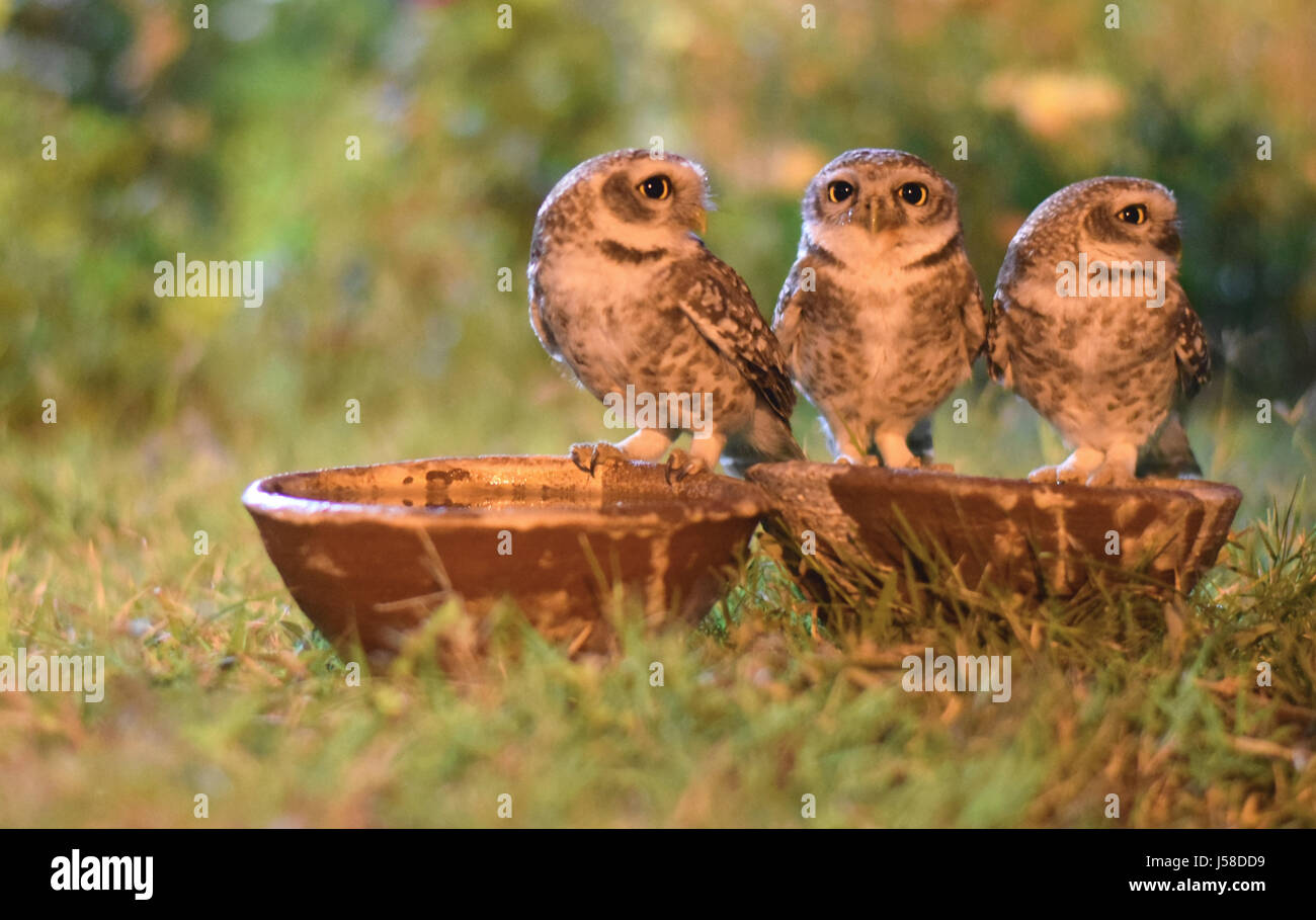 Sete Owlets Foto Stock