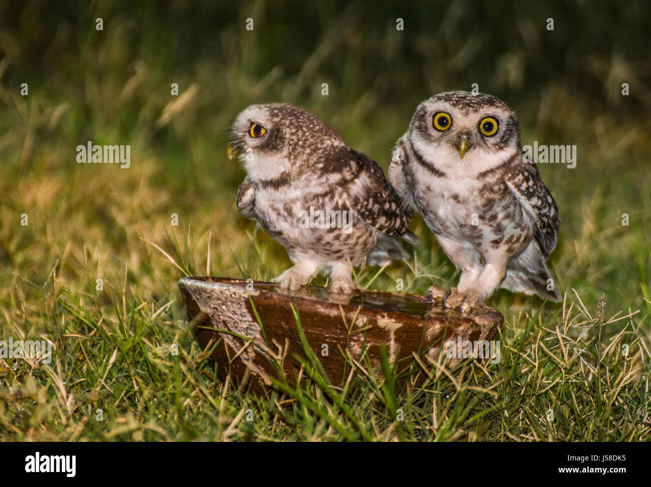 Thristy Owlets nella notte Foto Stock