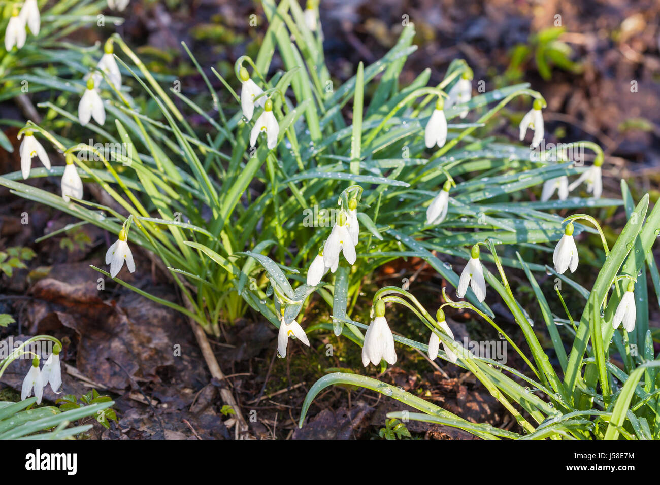 Cespugli di bianco (snowdrop Galanthus) fiori sulla terra bagnata dopo la pioggia a molla Foto Stock