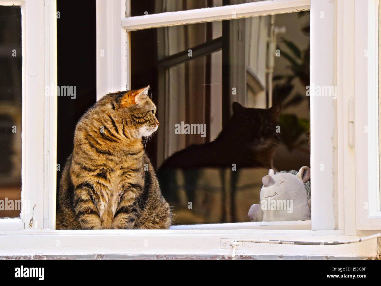 gatto in finestra Foto Stock