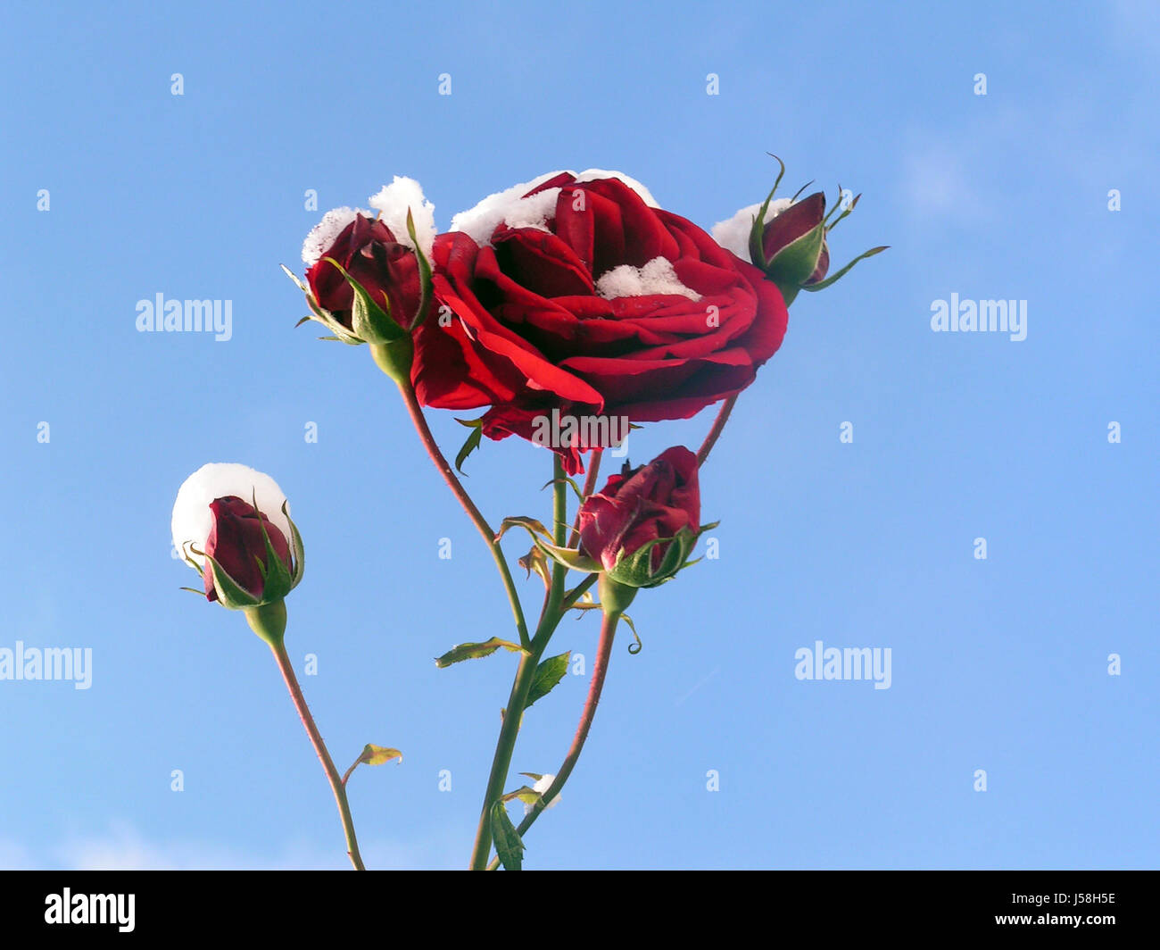 Blue closeup inverno di piante e fiori spine di rose bud più blu firmamento cielo rosso di neve Foto Stock