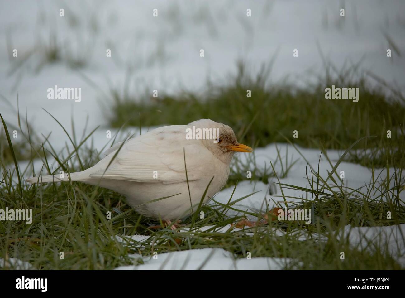 Uccelli uccelli verde bianco caucasico europea tele Blackbird Singing-bird Foto Stock