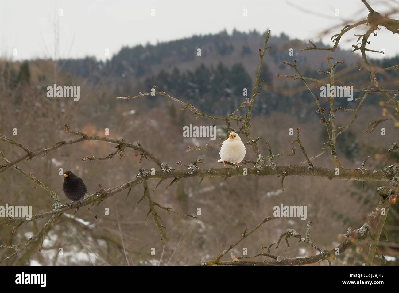 Inverno uccelli swarthy nero jetblack nero profondo uccelli vuoto caucasici europei Foto Stock
