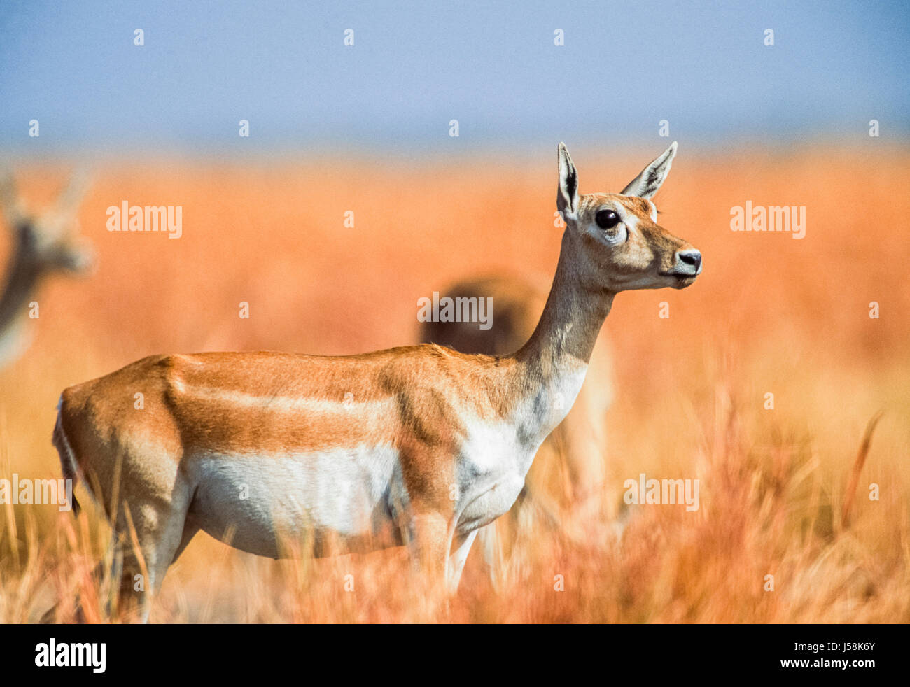 Blackbuck indiano, Antilope cervicapra, Blackbuck National Park, Velavadar, Gujarat, India Foto Stock