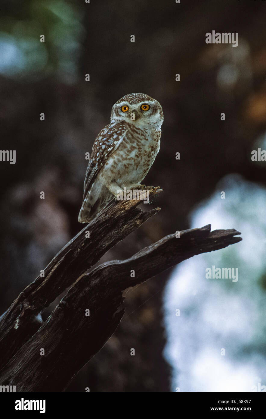 Spotted Owlet, Athene brama, Keoladeo Ghana National Park, Bharatpur Rajasthan, India Foto Stock