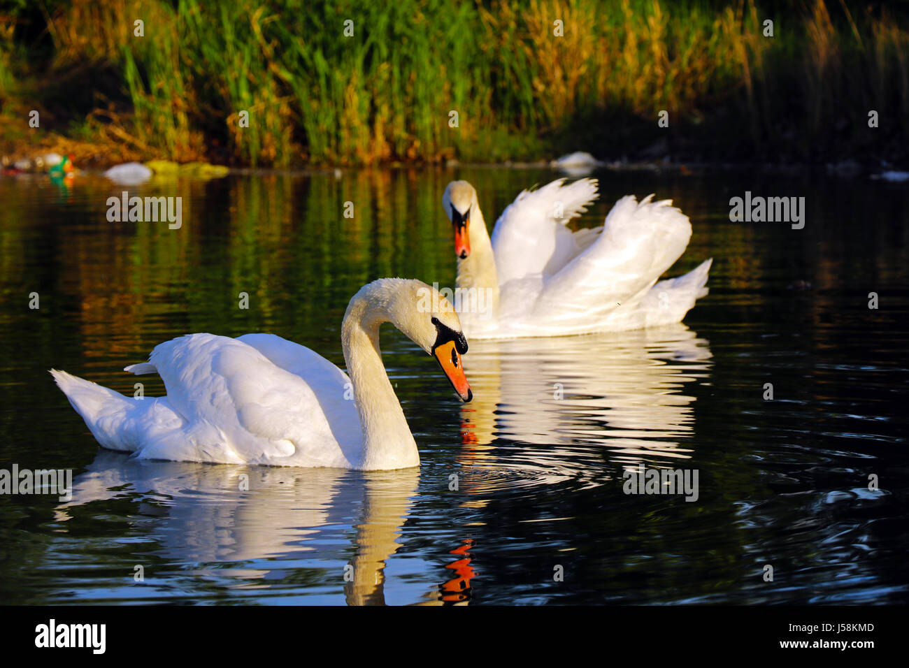 Il White Swan nel Danubio Foto Stock