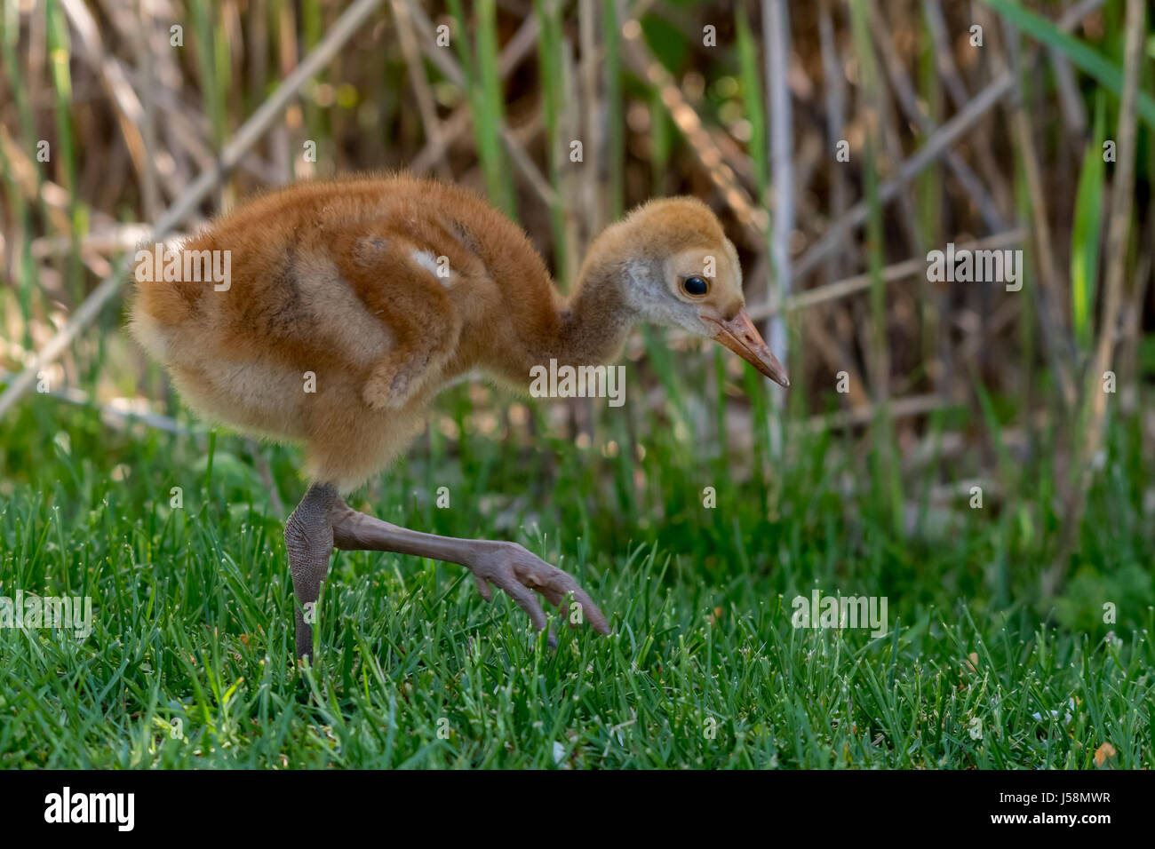 Sandhill gru (Antigone canadensis) chick camminando sulla terra. Foto Stock