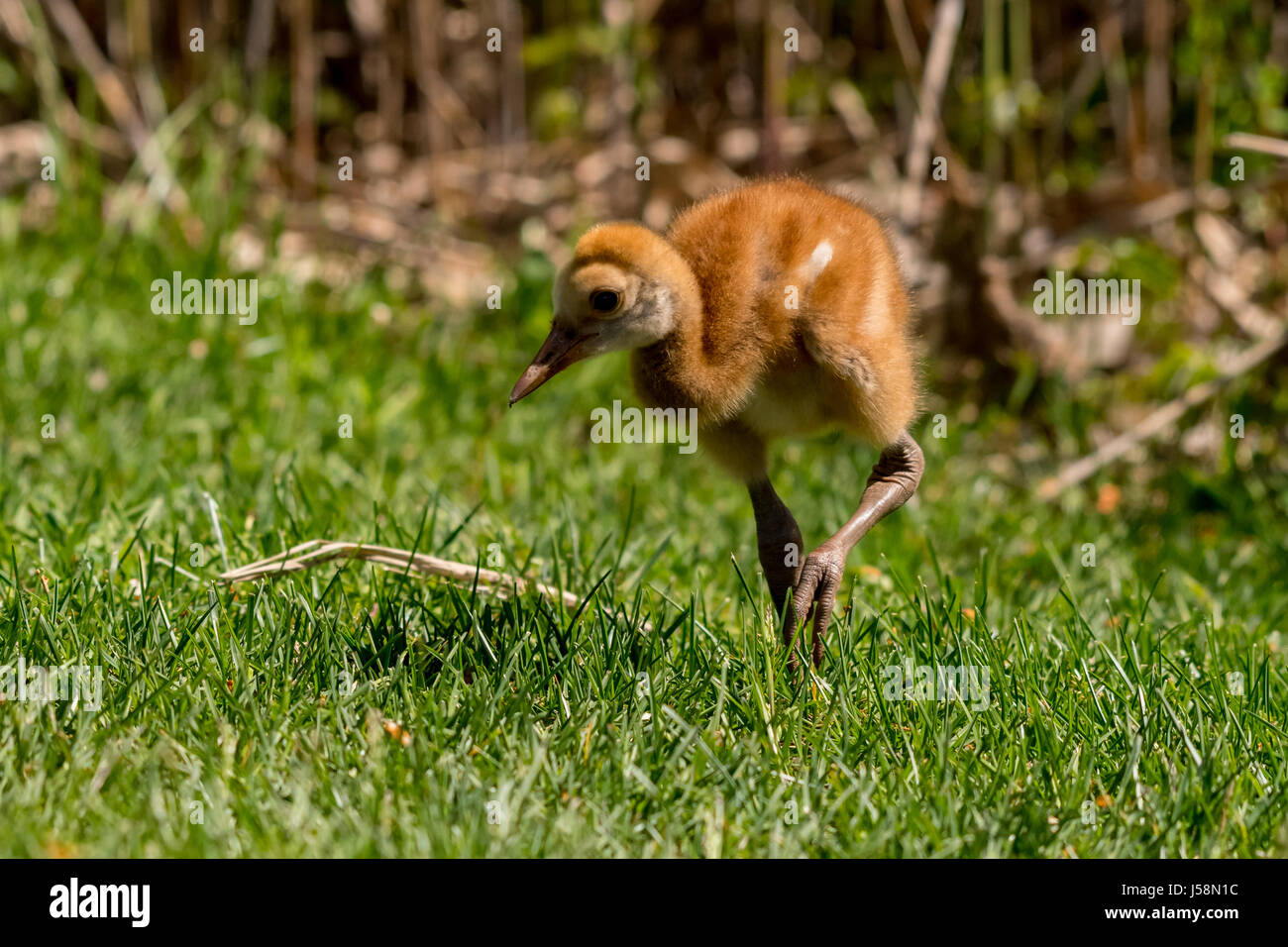 Sandhill gru (Antigone canadensis) colt (chick) camminando sulla terra. Foto Stock