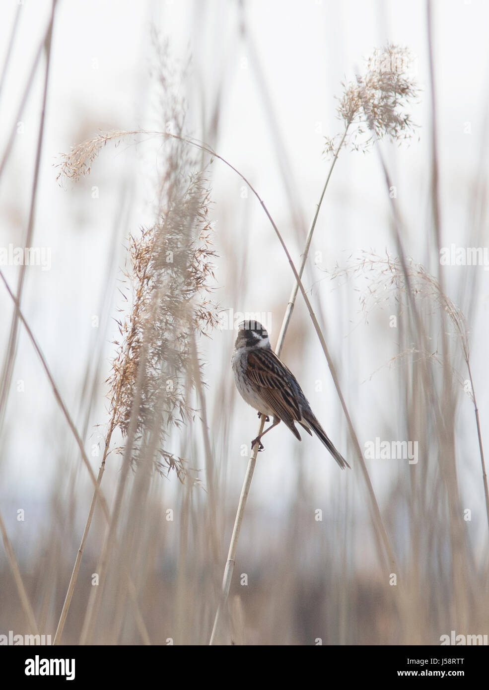 REED BUNTING nel pettine Eskilstuna Svezia 2017 Maggio Foto Stock