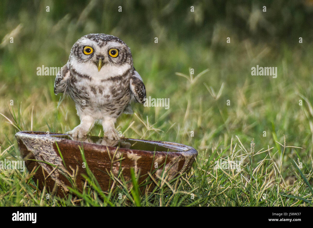 Sete Owlets in estate Foto Stock