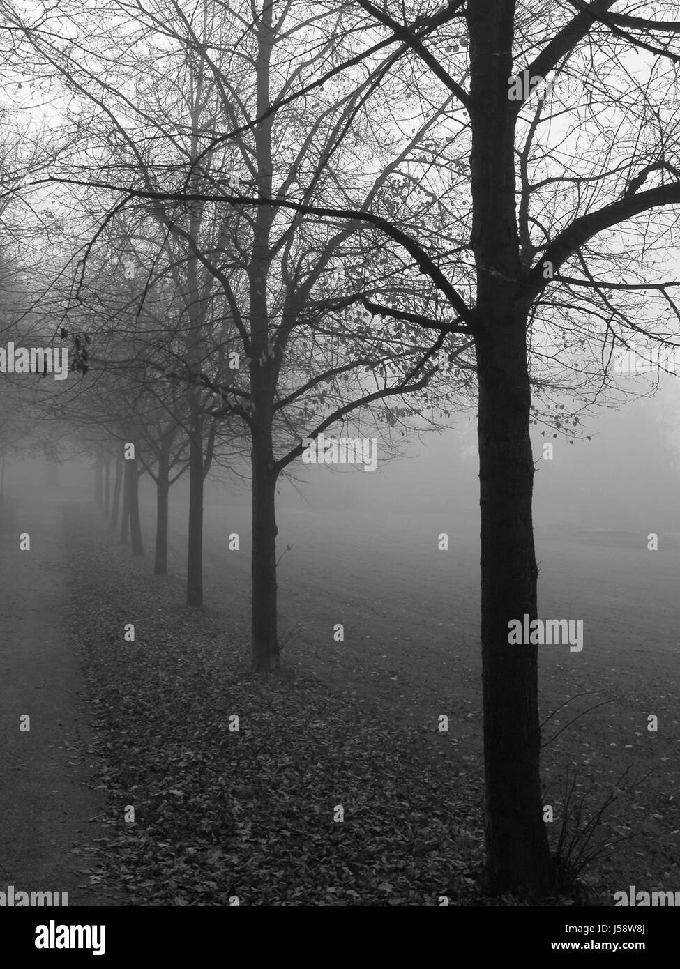 Alberi tree Park avenue di nebbia di una fila di alberi paesaggio di campagna nebelwand natura Foto Stock