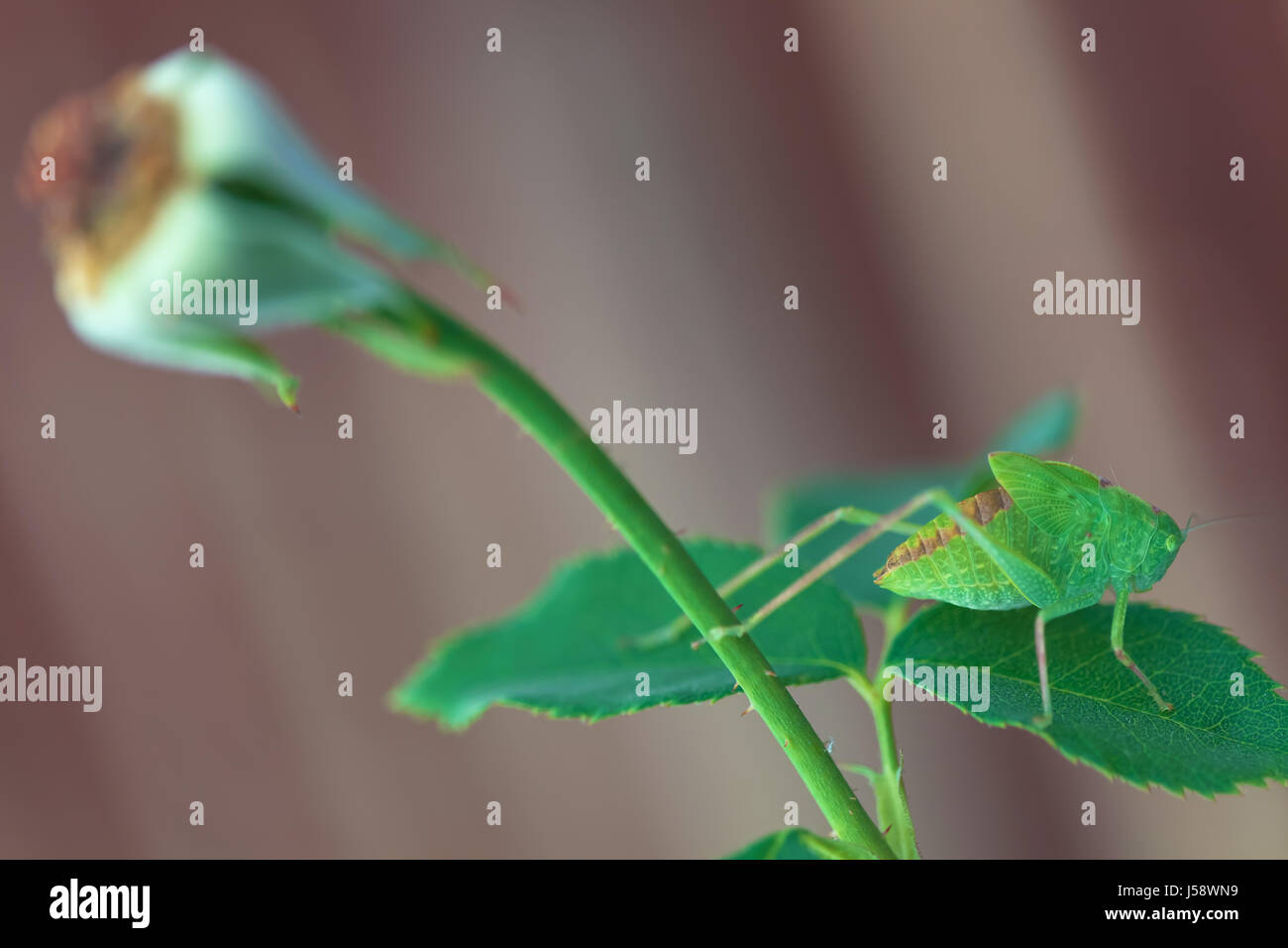 Maggiore angolo-wing katydid (Microcentrum rhombifolium) appollaiato su un gambo di rose Foto Stock