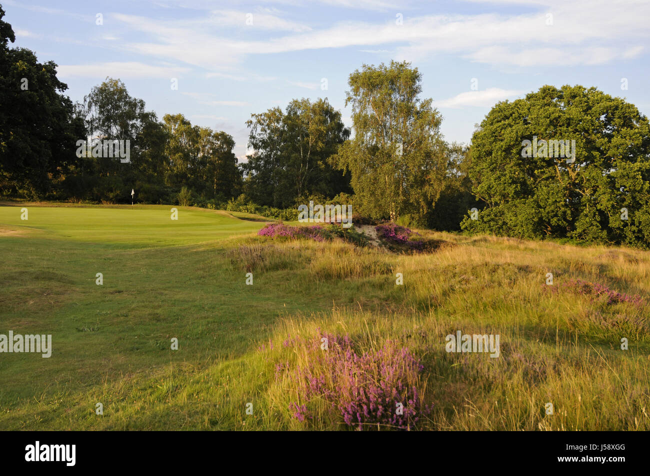 Vista di erica e festuca erba piccolo bunker e 9 verde, Reigate Heath Golf Club, Reigate, Surrey, Inghilterra Foto Stock