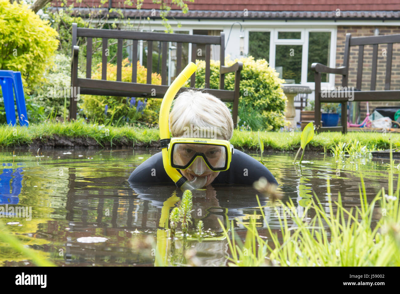 Donna matura divertirsi indossando muta, occhiali, snorkel, nel piccolo laghetto in giardino, lo spostamento di piante dello stagno. Avendo una risata. Solo per divertimento. Come uno scherzo. Regno Unito. Foto Stock