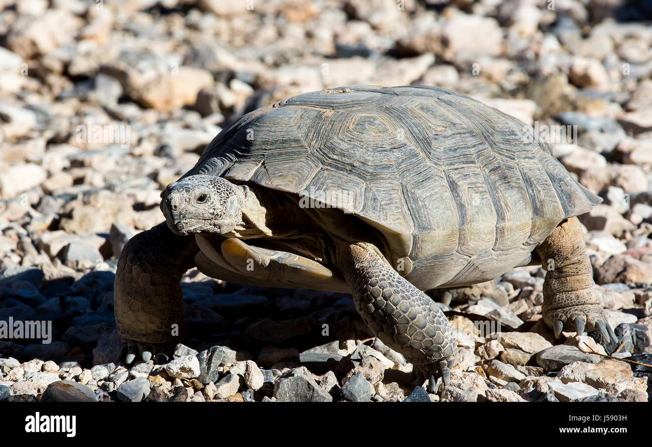 Deserto Mojave tartaruga Max passeggiate intorno al Red Rock Canyon National Conservation Area Visitor Center enclosure tartaruga Ottobre 2, 2016 vicino a Las Vegas, Nevada. (Foto di BLM foto/BLM via Planetpix ) Foto Stock