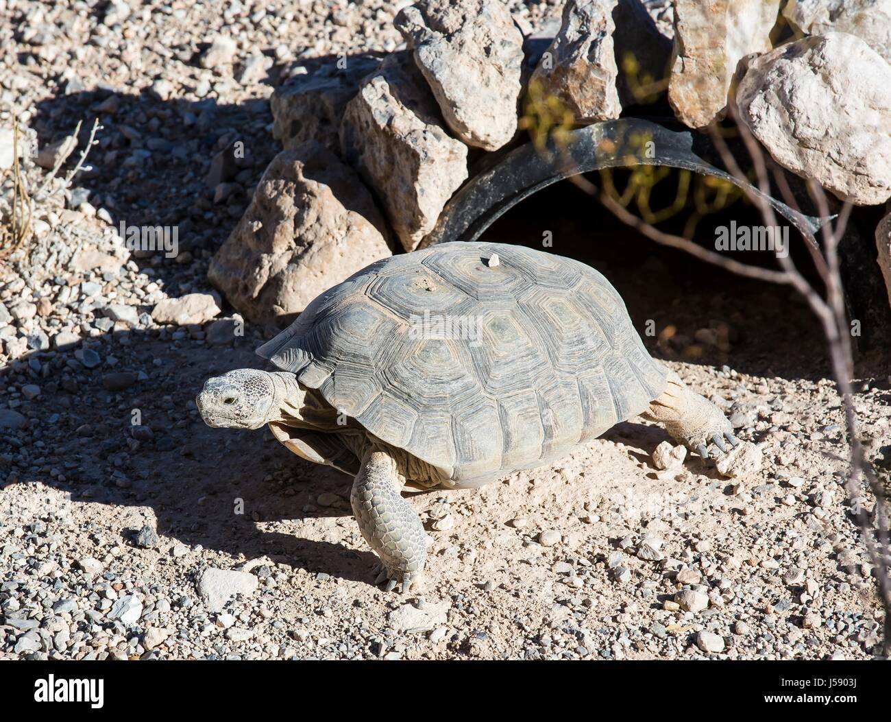 Deserto Mojave tartaruga Max esce il Red Rock Canyon National Conservation Area Visitor Center enclosure tartaruga Ottobre 2, 2016 vicino a Las Vegas, Nevada. (Foto di BLM foto/BLM via Planetpix ) Foto Stock