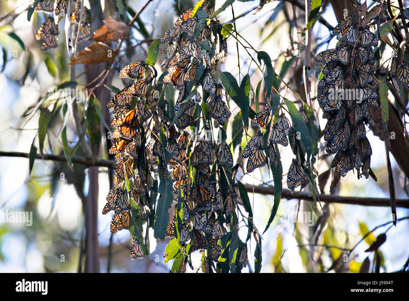 Farfalle monarca pendono dal ramo di albero sono ' appollaiati mentre siti di svernamento a Goleta Butterfly Grove Gennaio 5, 2017 di Goleta, California. Le farfalle presentano i loro underwings quando in cluster, dissimulare il loro stessi come foglie. (Foto di Lisa Hupp/USFWS via Planetpix ) Foto Stock