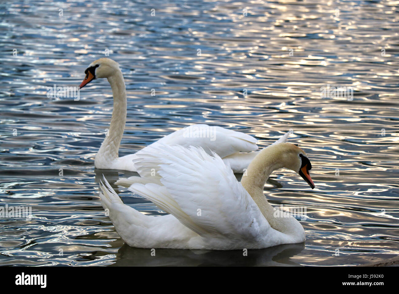 Il White Swan nel Danubio Foto Stock