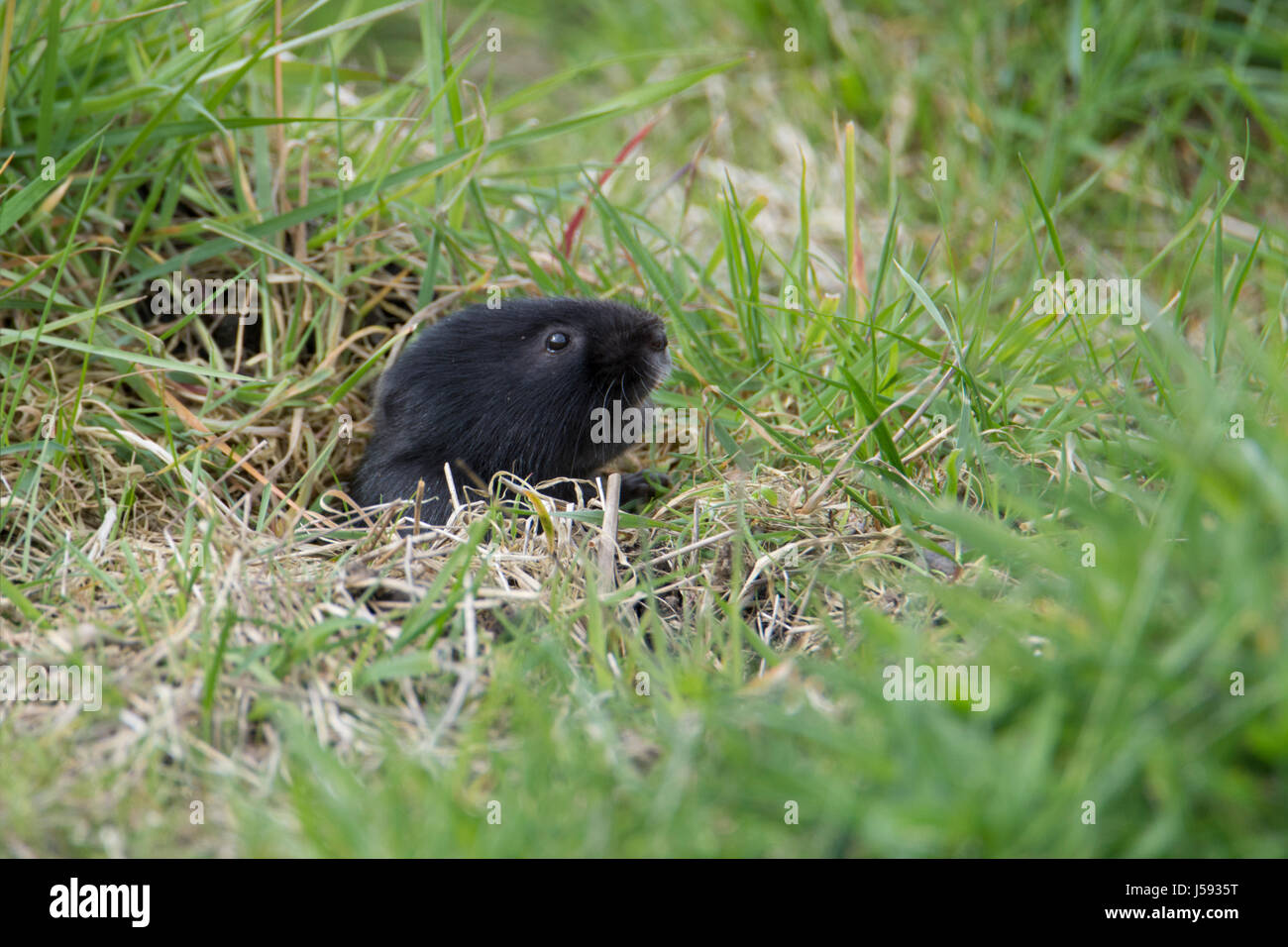 Nero acqua Fossorial Vole inserimenti testa fuori della sua tana Foto Stock