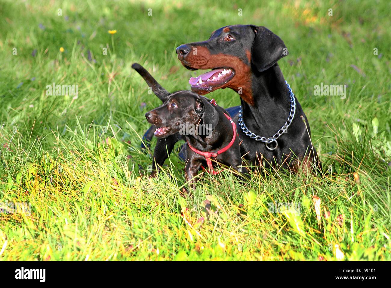 Gli animali,Animali domestici, cani,doberman, due,natura,Kynologie,cani,labradormix Foto Stock