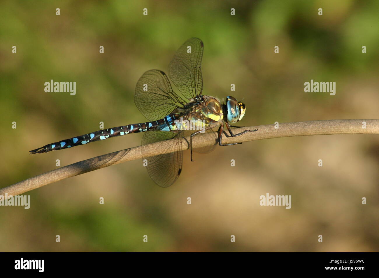 Attendere in attesa blu beauteously bello bello brillare verde brilla luminosa lucent Foto Stock