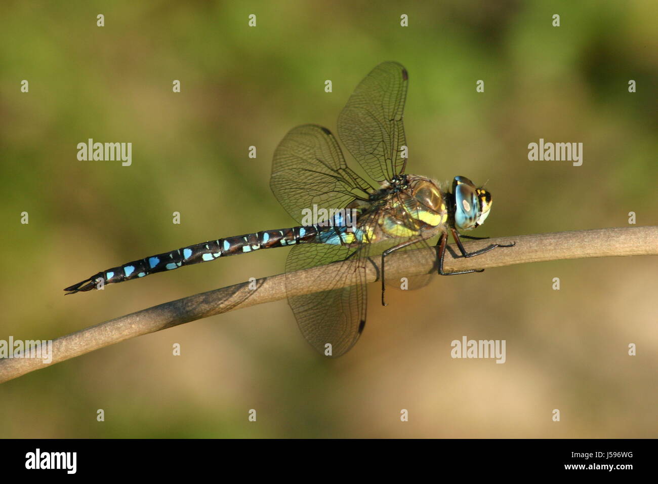 Attendere in attesa blu beauteously bello bello brillare verde brilla luminosa lucent Foto Stock