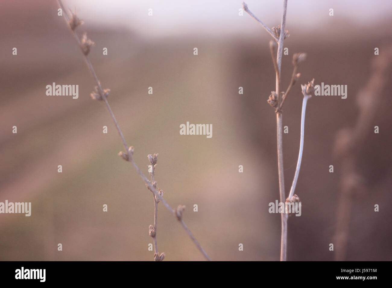 Close-up di fiori secchi Foto Stock