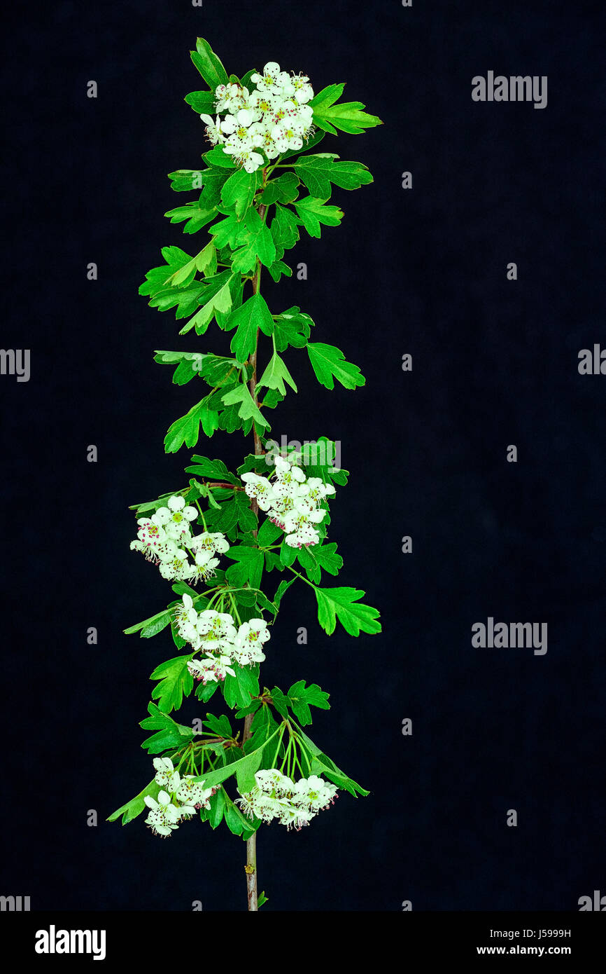 Il verde delle foglie e fiori di colore bianco sul gambo di un biancospino bush in primavera. Foto Stock