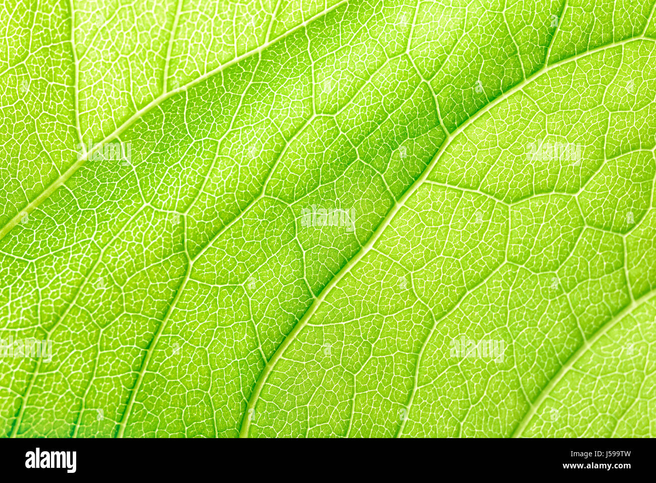 Foglia verde Texture con visibile Stomata che ricopre la superficie lo strato di epidermide Foto Stock