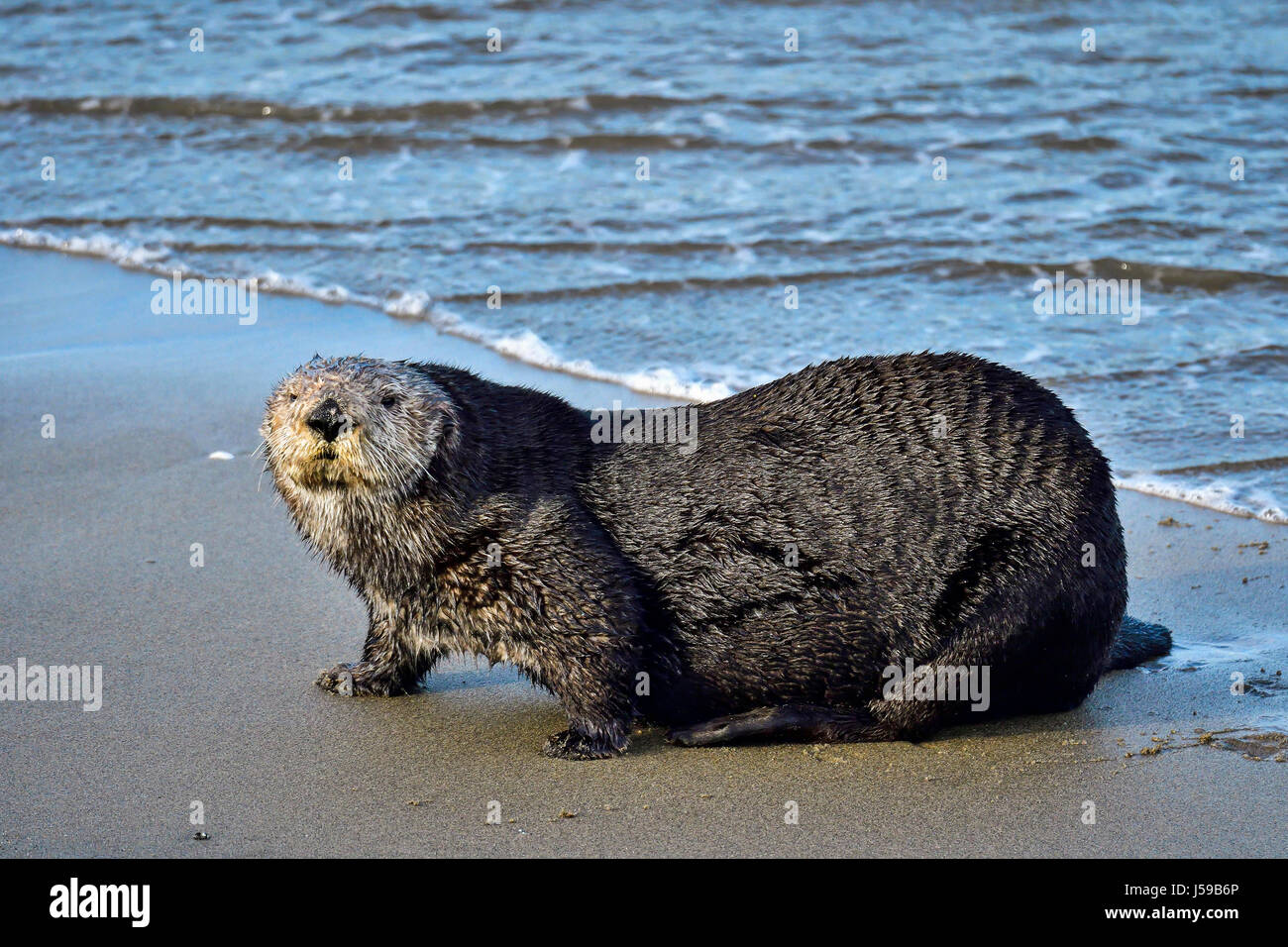 California Sea Otter Foto Stock