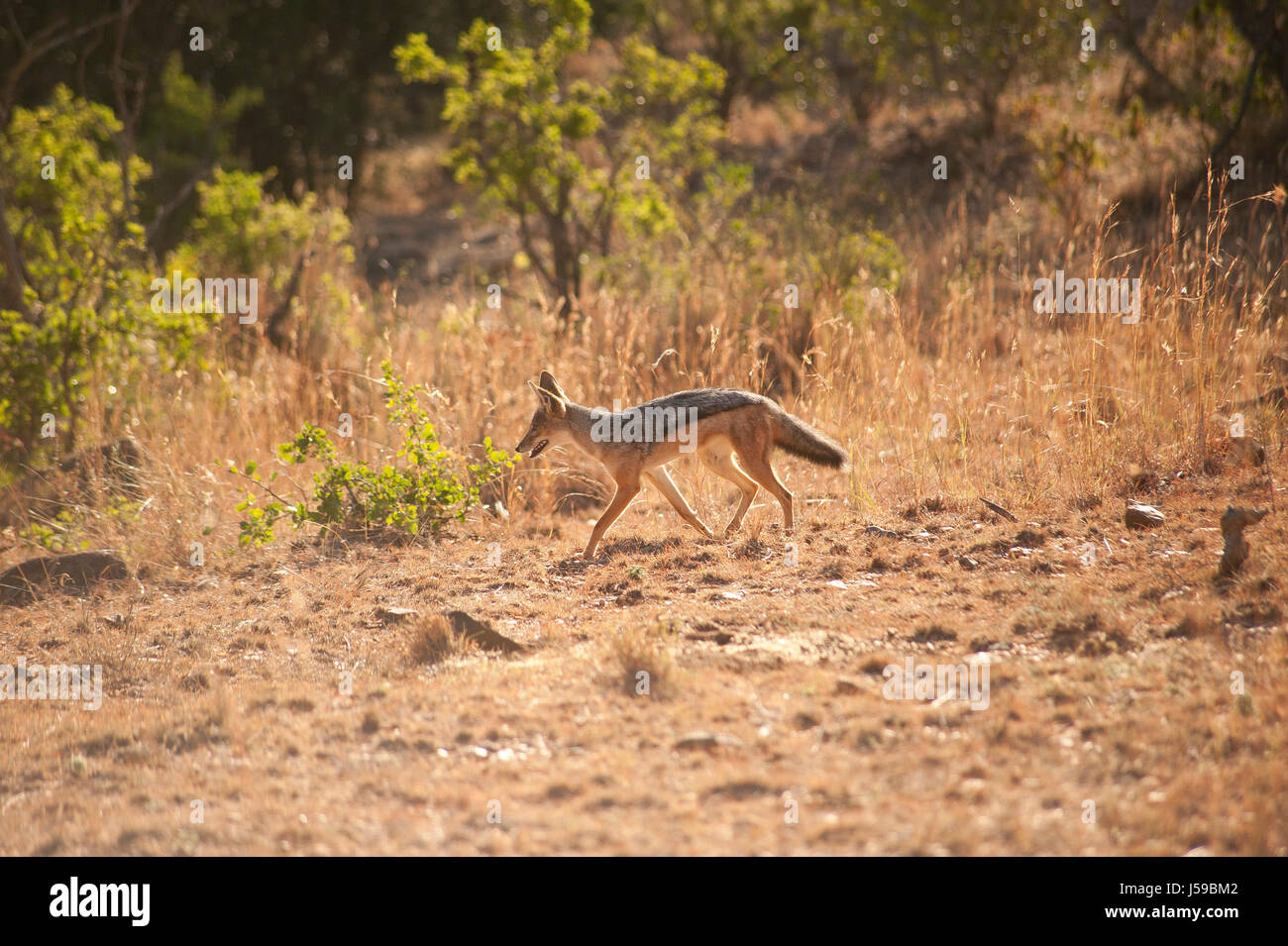 Jackal sulla caccia. Riserva di Borana, Kenya. Foto Stock