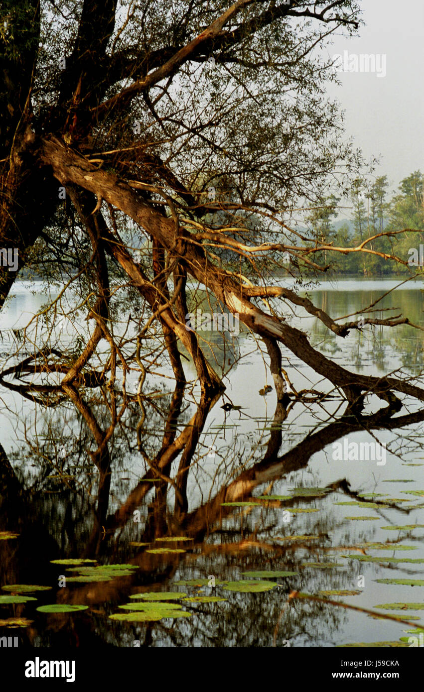 Alberi ad albero della palude di Brandeburgo fen morass numerose pozze d'acqua naturale della foresta nebenarm havel Foto Stock