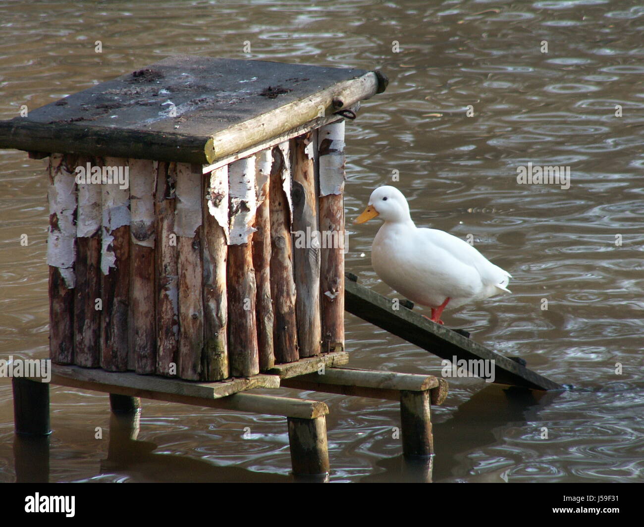 Pericolo stabile di anatra influenza aviaria acqua fresca acqua di stagno messo in prigione houseboat Foto Stock