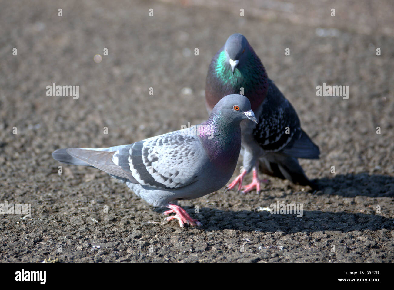 Pigeon tango Foto Stock