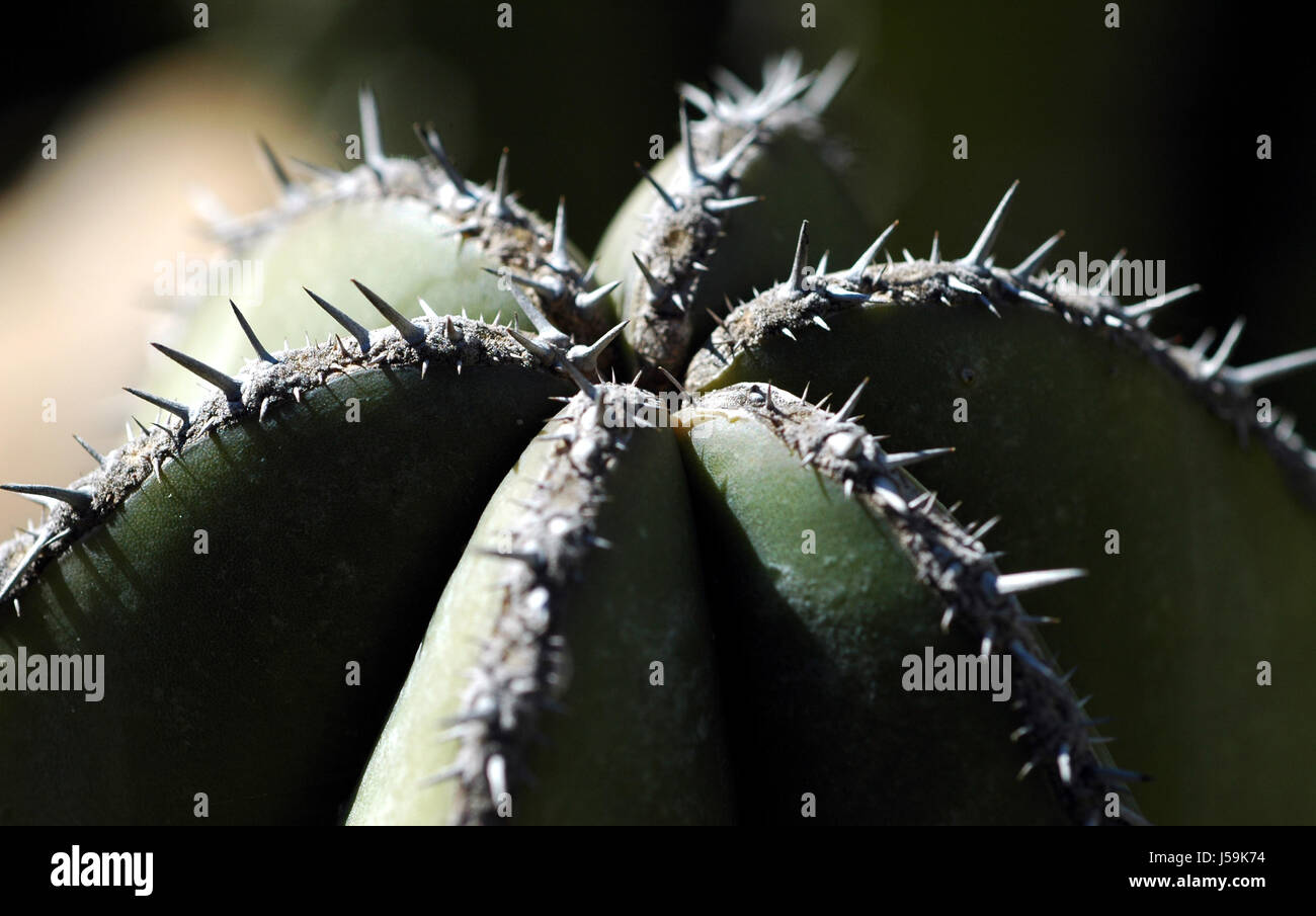 8ung spine Foto Stock