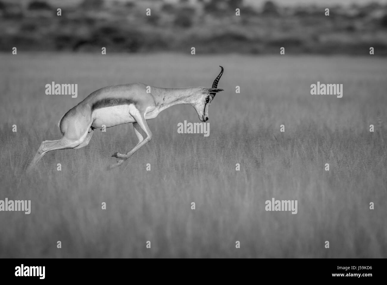 Springbok pronking in bianco e nero nella Central Kalahari Game Reserve, il Botswana. Foto Stock