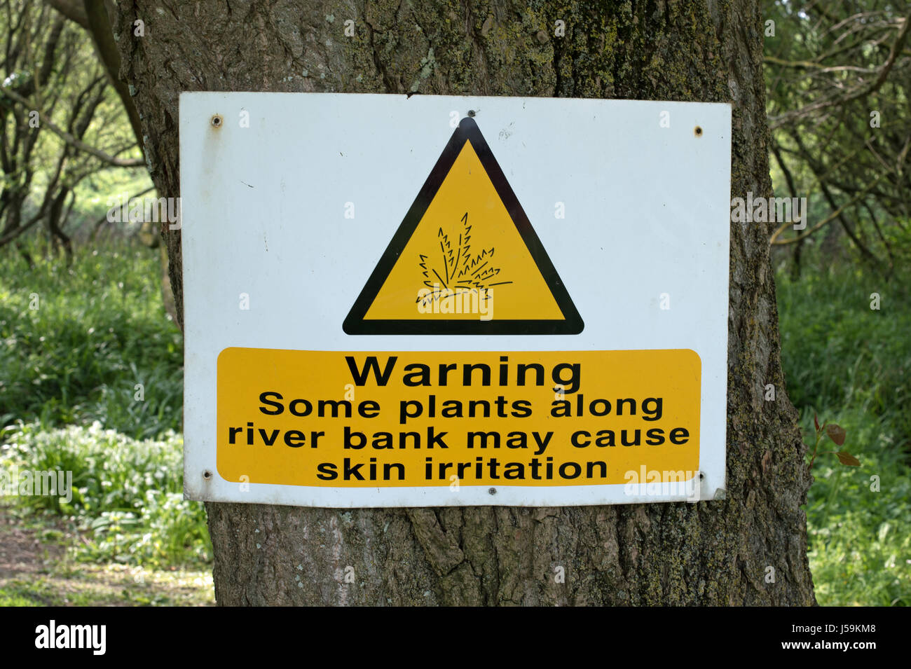 Irritante le piante sulle rive del fiume Char, Charmouth, Dorset. Foto Stock