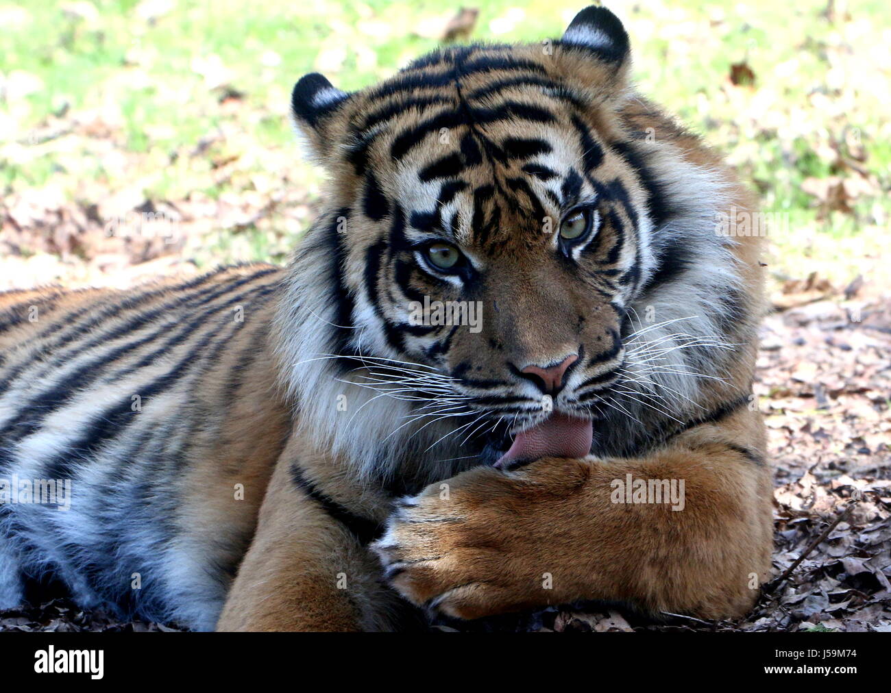 Femmina tigre di Sumatra (Panthera tigris sumatrae) leccare la sua zampa. Foto Stock