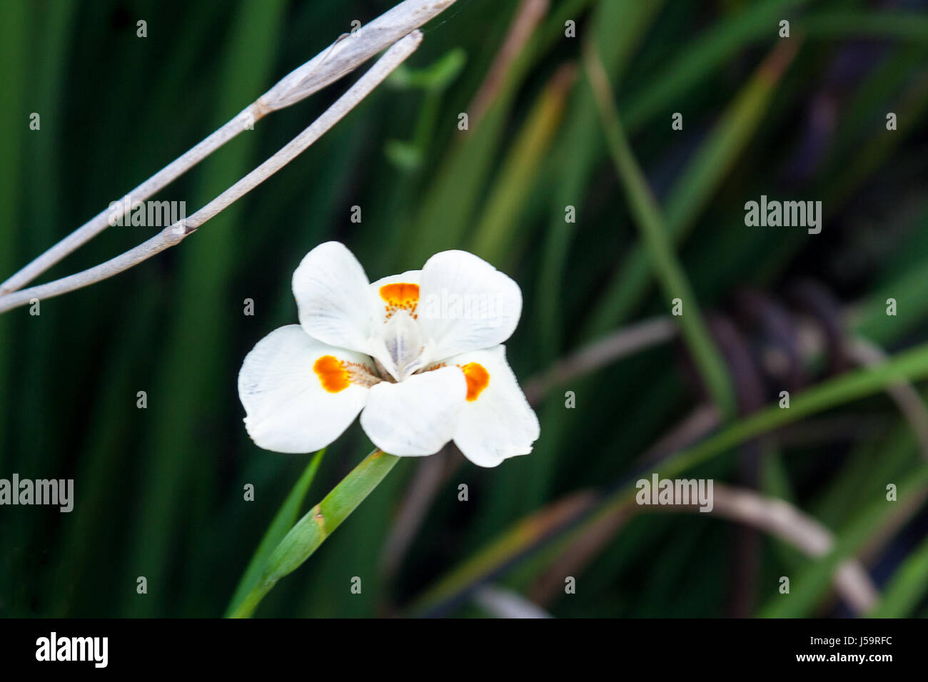 Un africano iris, dietes biocolor hybrid Foto Stock