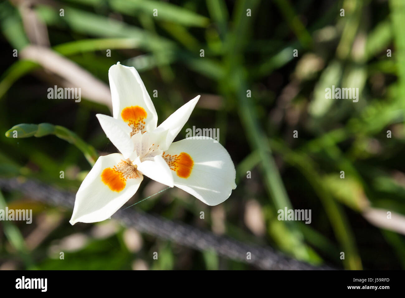 Un africano iris, dietes biocolor hybrid Foto Stock